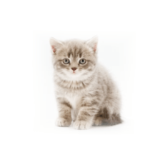 Gatos