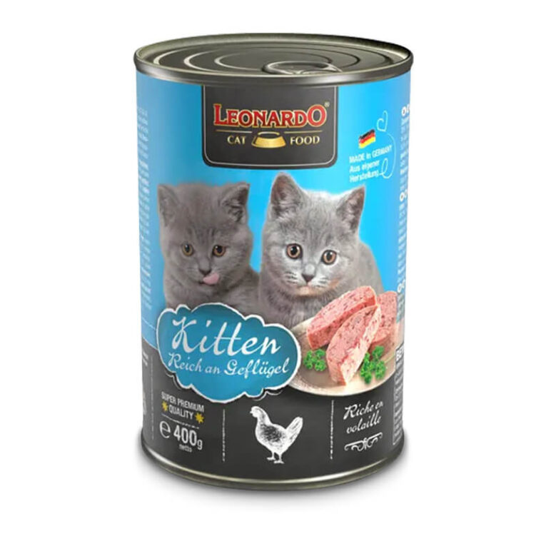Leonardo Lata Kitten 2