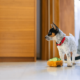 Play Juguete plush Barking Brunch 1